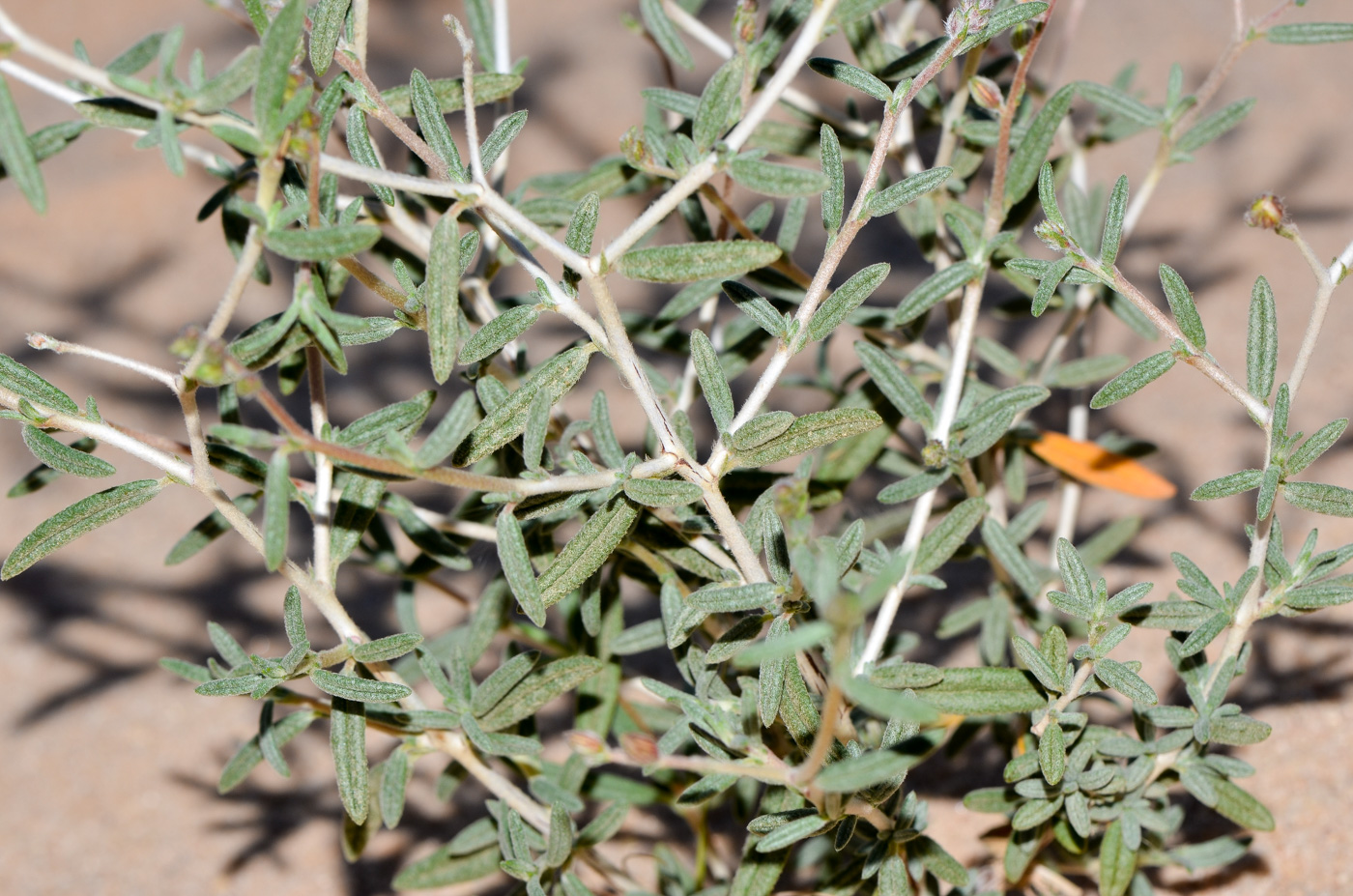 Изображение особи Helianthemum lippii.