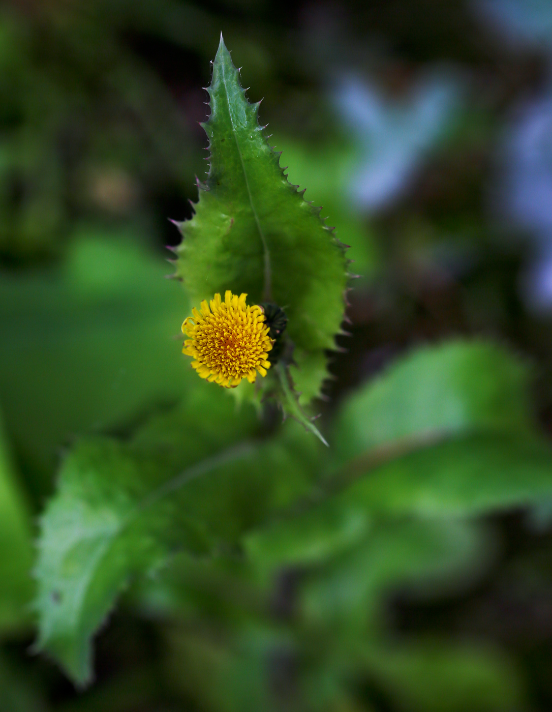 Изображение особи Sonchus asper.