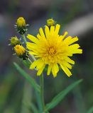 Hieracium umbellatum. Соцветие. Ленинградская обл., окр. пос. Рощино. 24.07.2009.