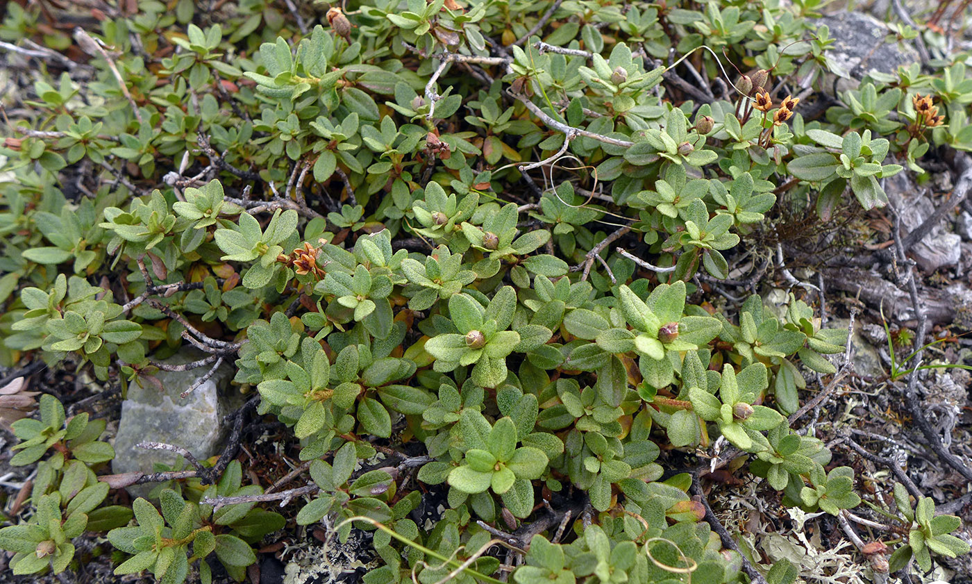 Image of Rhododendron lapponicum specimen.