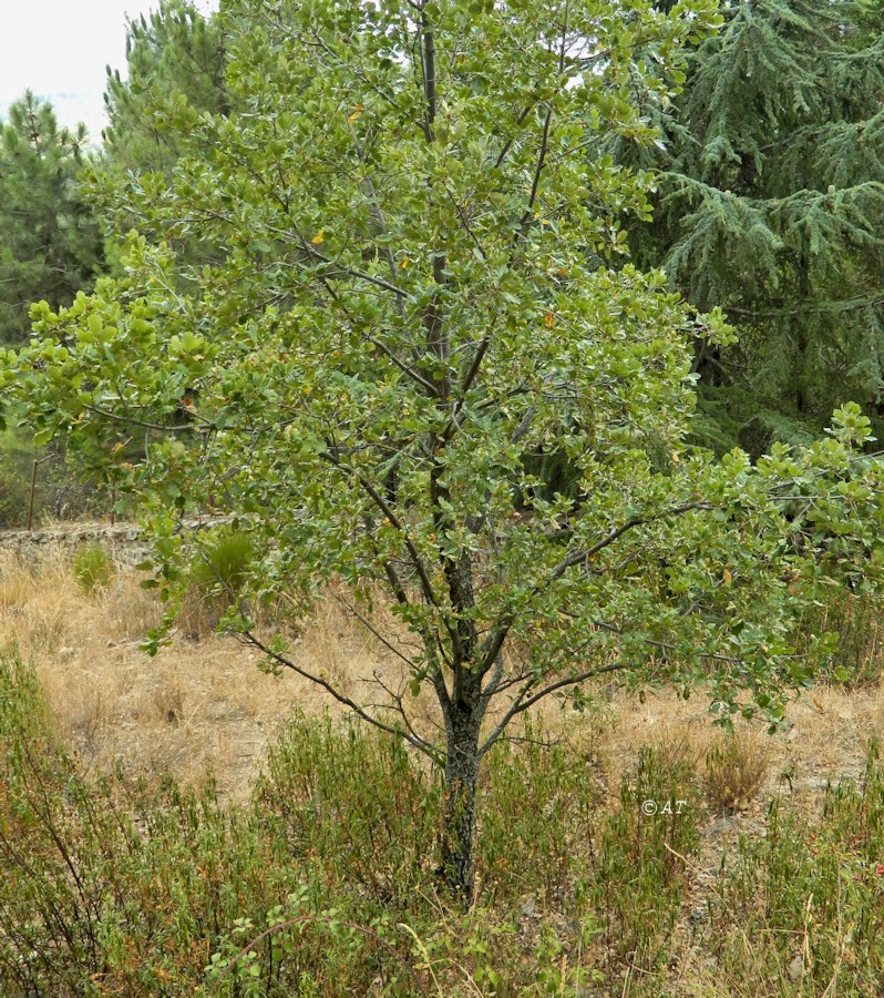 Image of genus Quercus specimen.