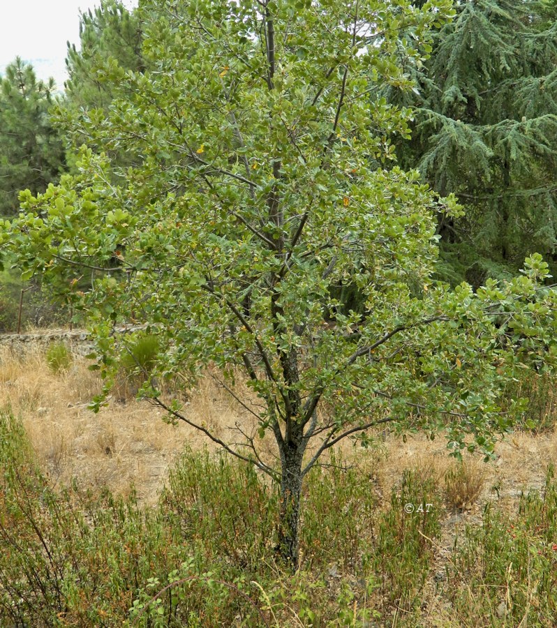 Изображение особи род Quercus.