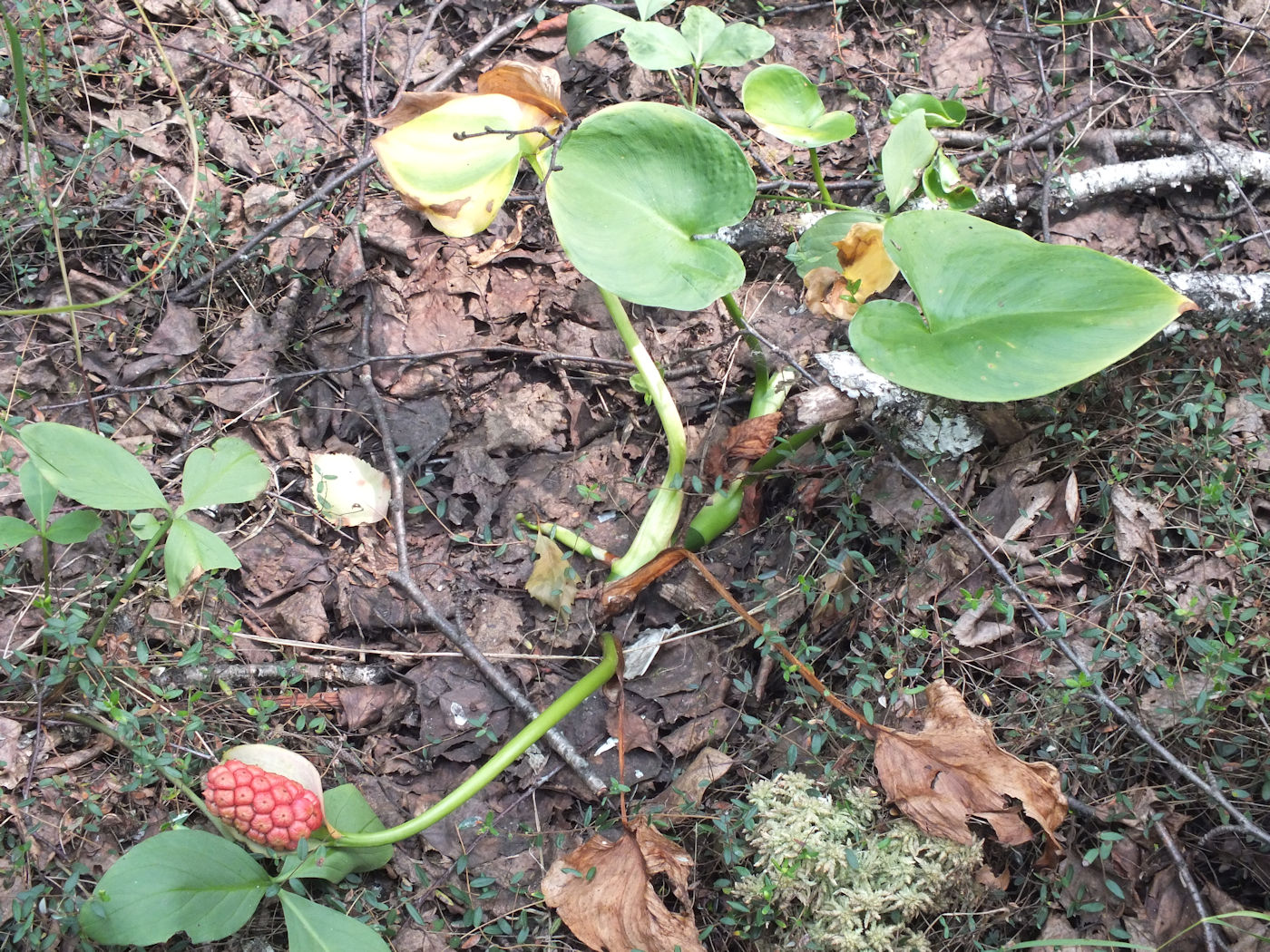 Image of Calla palustris specimen.