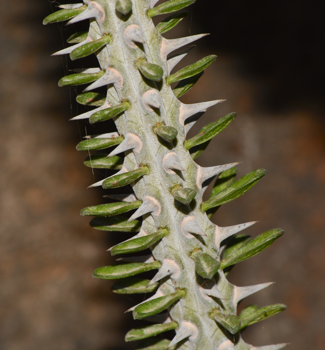 Image of Alluaudia ascendens specimen.