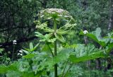 Heracleum sosnowskyi. Верхушка побега с соцветием. Северная Осетия, Ирафский р-н, хр. Танадор, гора Кубус, выс. около 1800 м н.у.м., смешанный лес. 05.07.2016.