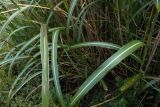 Miscanthus purpurascens