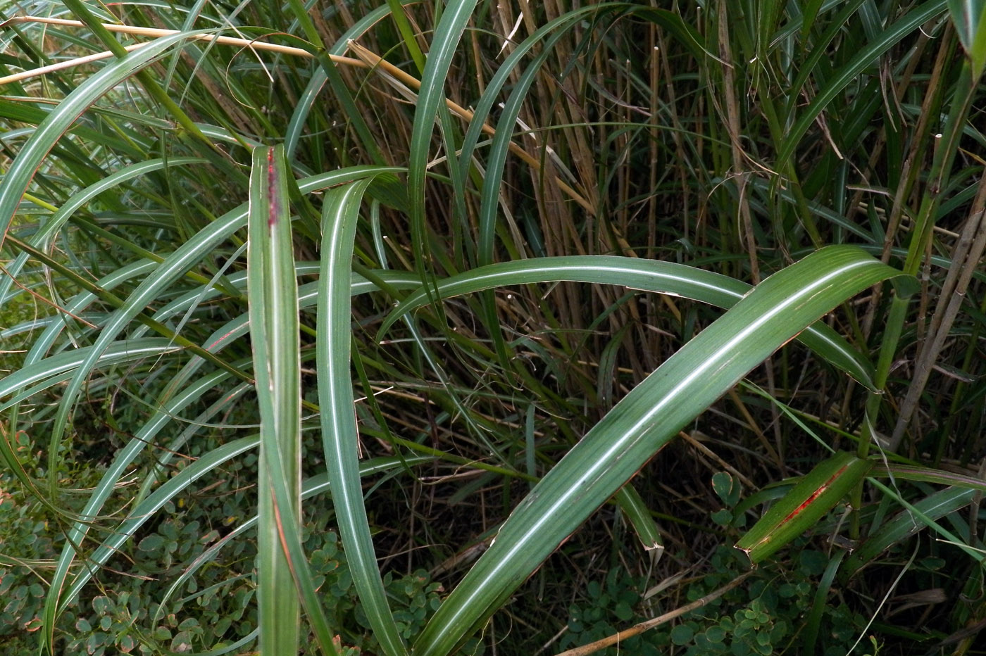 Image of Miscanthus purpurascens specimen.