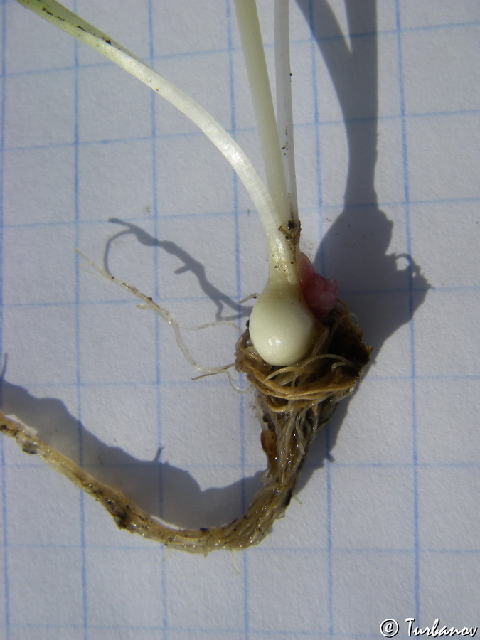 Image of Gagea dubia specimen.