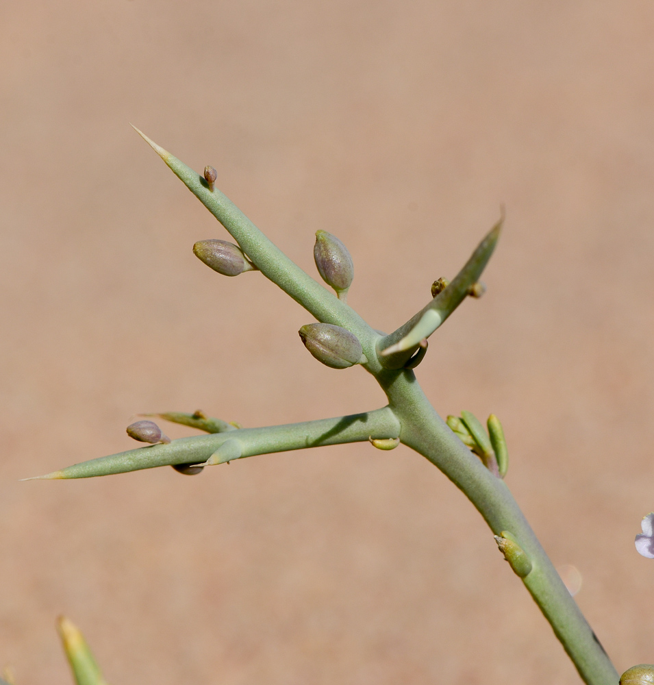 Image of Zilla spinosa specimen.