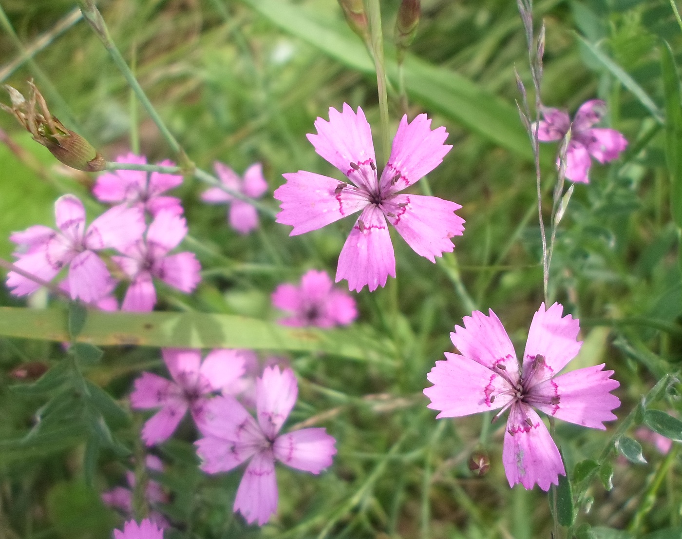 Изображение особи Dianthus deltoides.