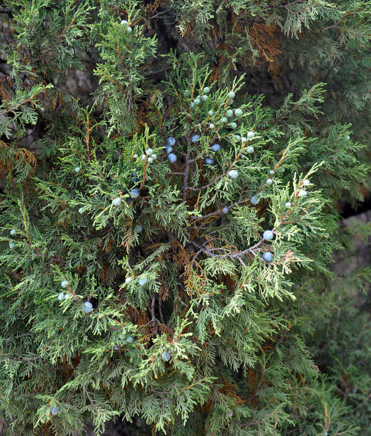 Image of Juniperus excelsa specimen.