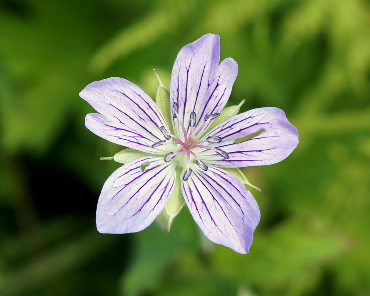 Изображение особи Geranium wlassovianum.