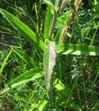 Stachys palustris