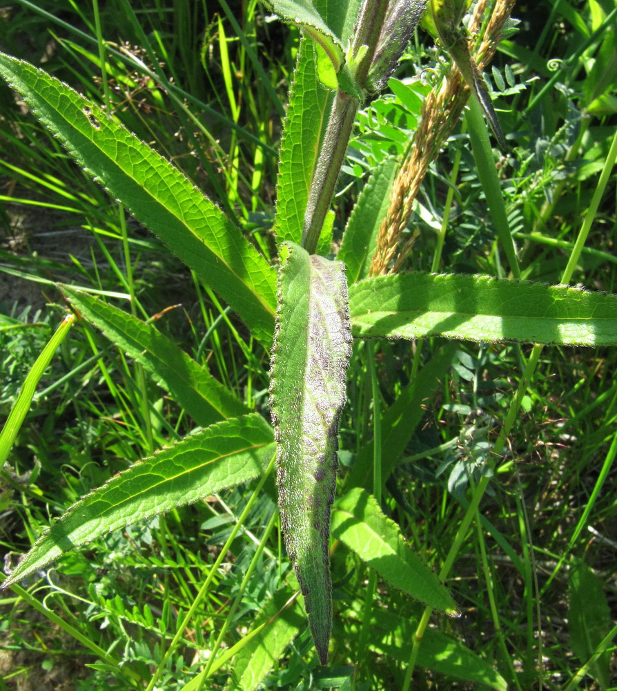 Image of Stachys palustris specimen.