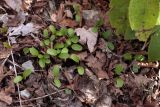 Helleborus caucasicus