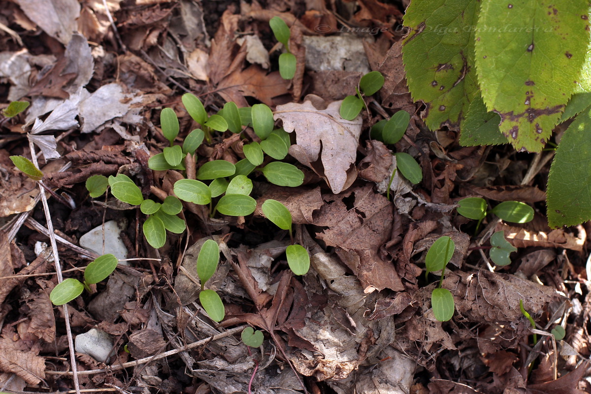 Изображение особи Helleborus caucasicus.