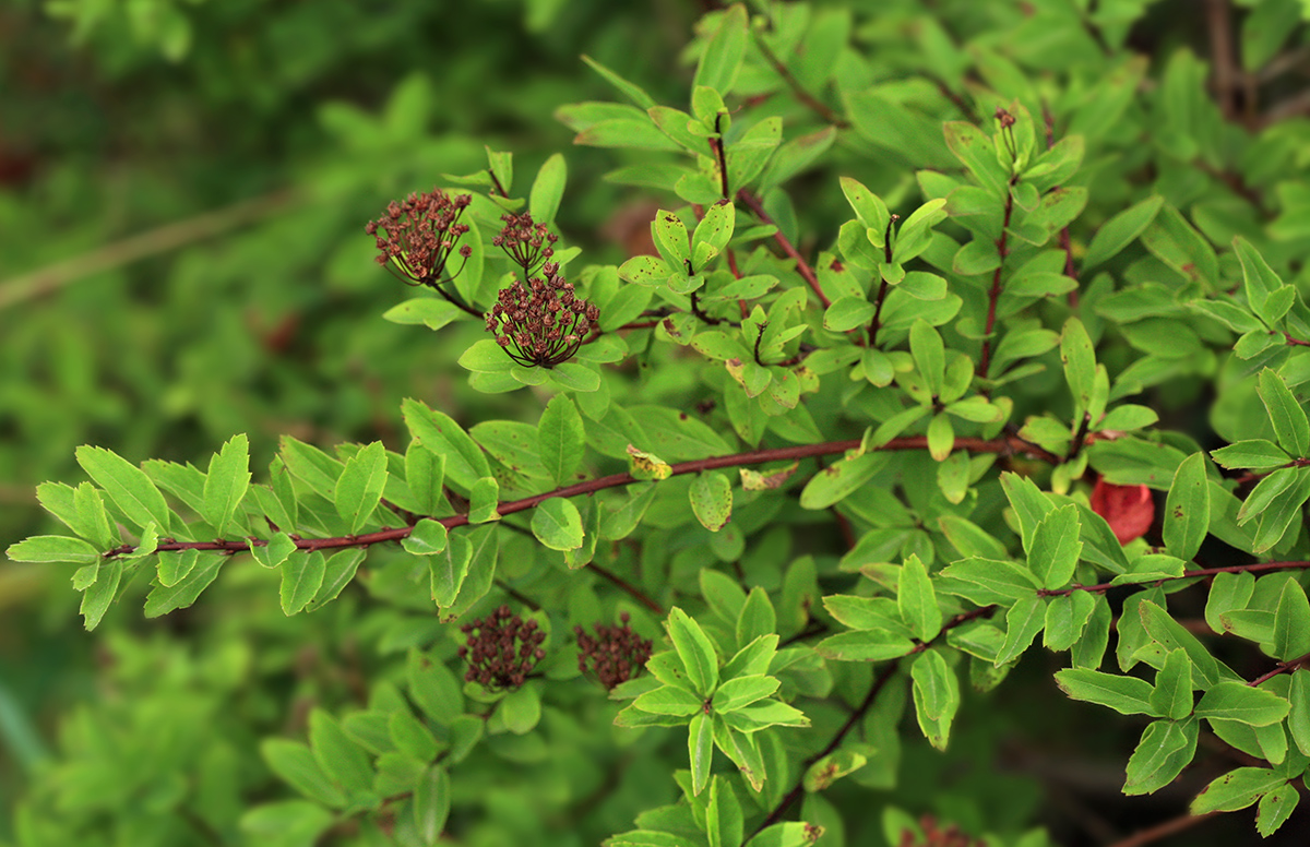 Image of Spiraea media specimen.