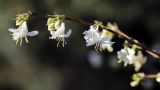 Lonicera fragrantissima