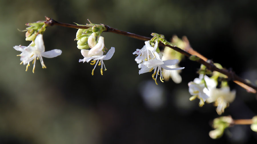 Image of Lonicera fragrantissima specimen.