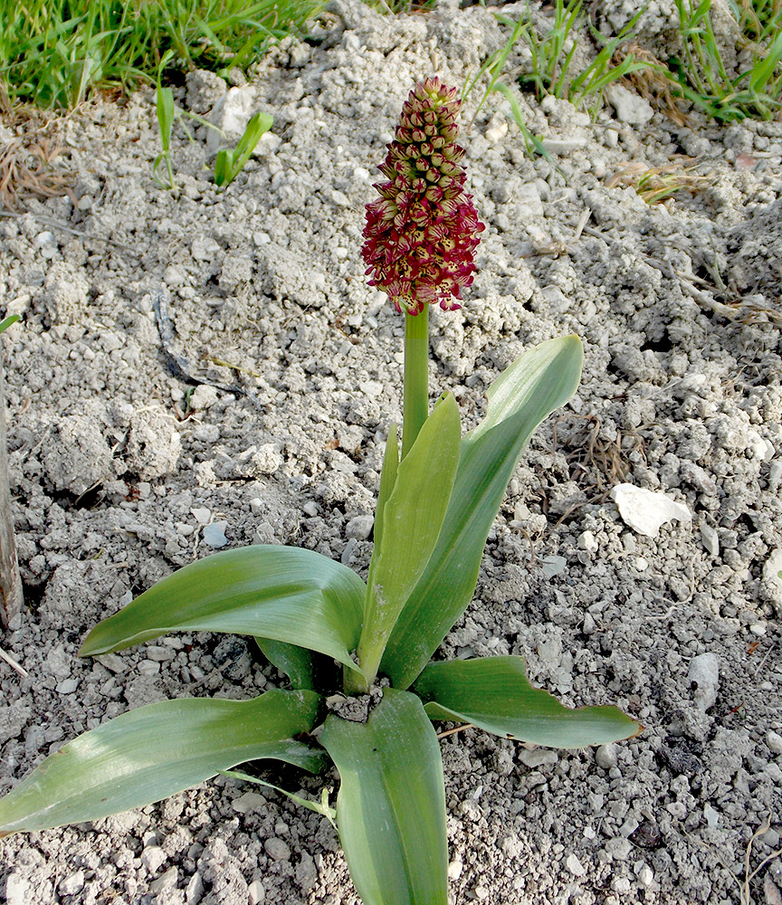 Image of Orchis × wulffiana nothosubsp. suckowii specimen.