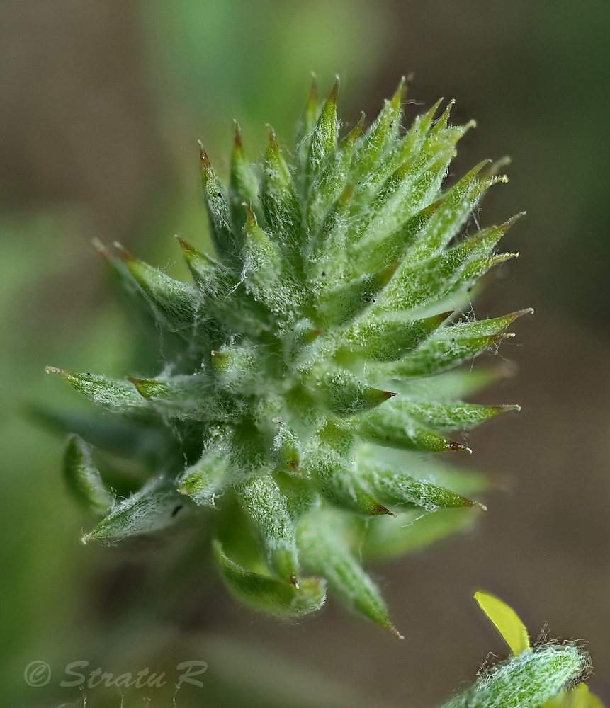 Изображение особи Ceratocephala orthoceras.