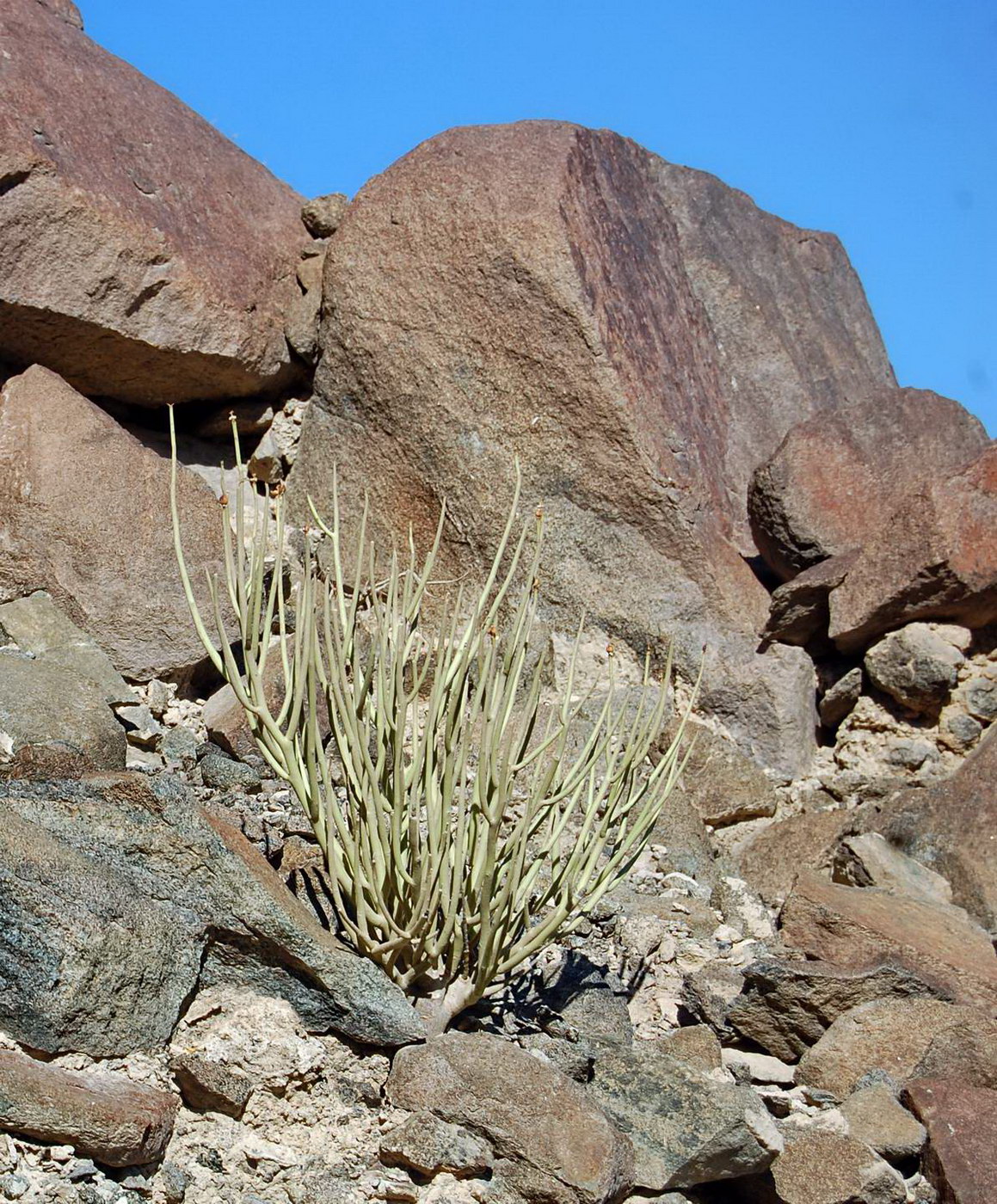 Image of Euphorbia larica specimen.