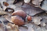 Staphylea pinnata