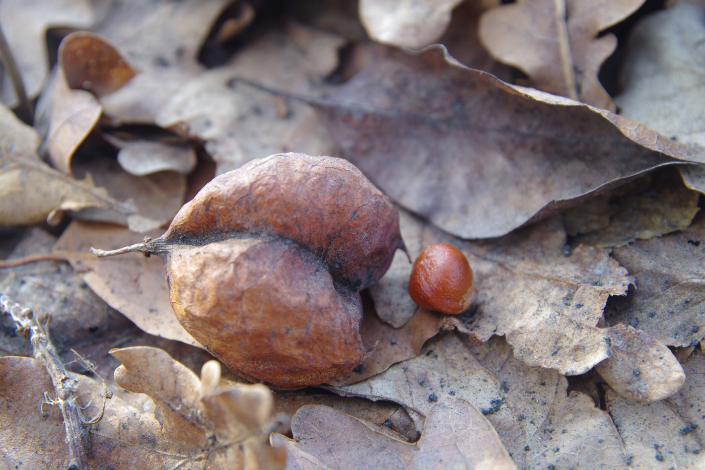 Image of Staphylea pinnata specimen.