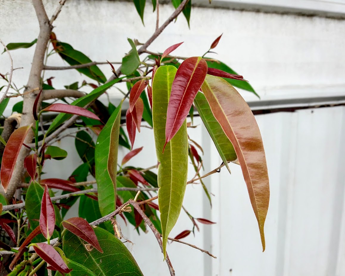 Image of Ficus binnendijkii specimen.