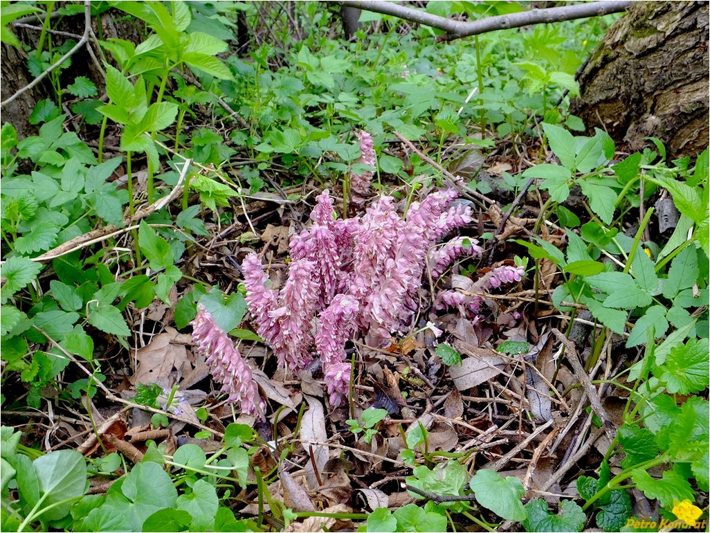 Image of Lathraea squamaria specimen.