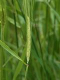 Hordeum distichon. Соцветие - колос. Польша, Подляское воеводство, окр. Нарвянского национального парка, дер. Шливно. 25.06.2009.