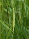 Hordeum distichon