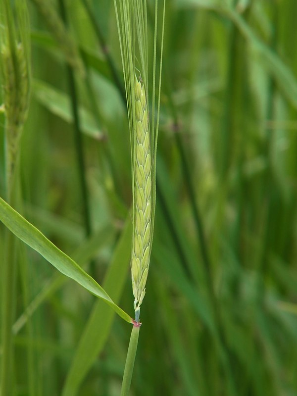 Изображение особи Hordeum distichon.