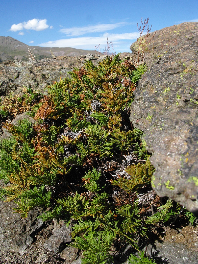 Изображение особи Cheilanthes glauca.