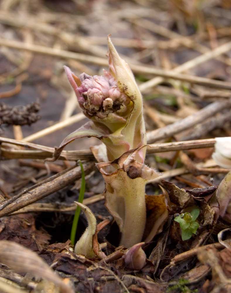 Изображение особи Pulmonaria mollis.