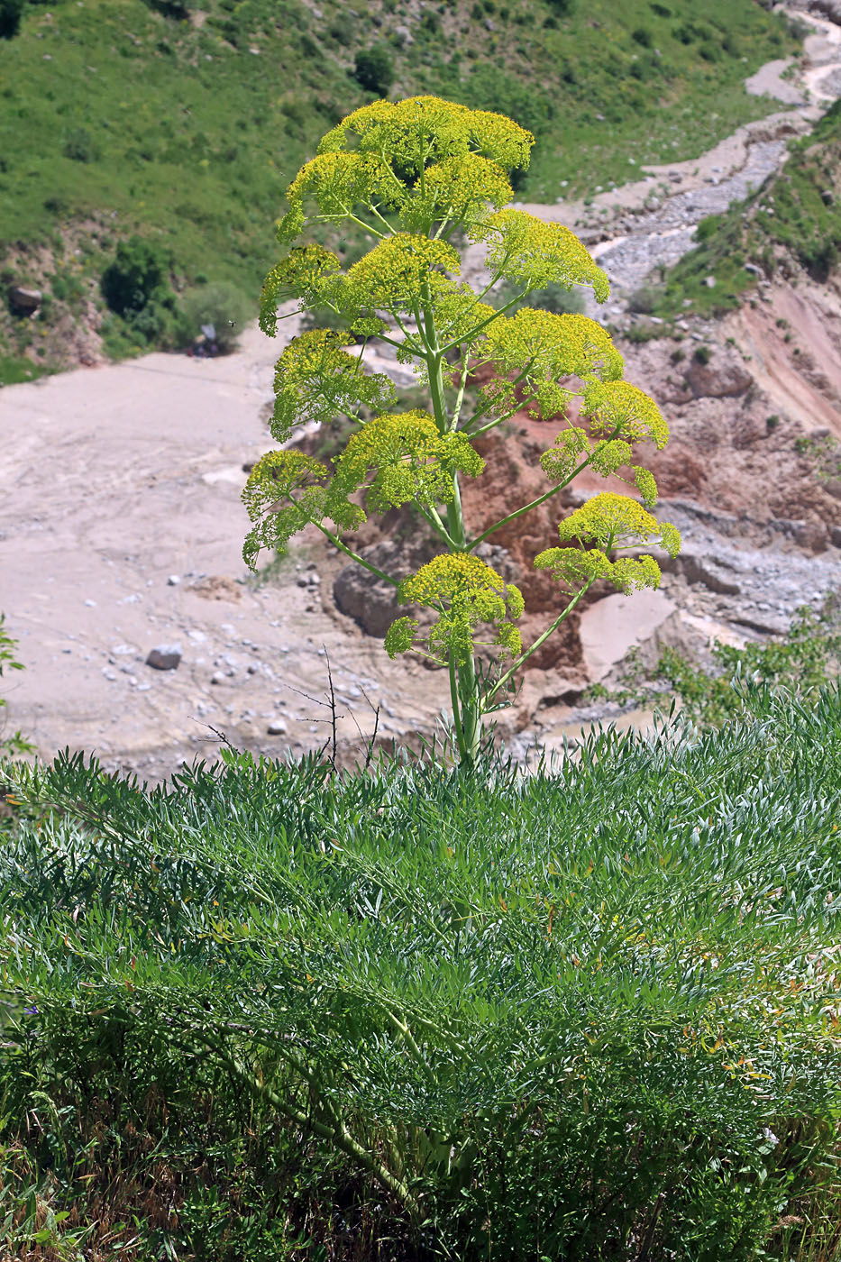 Image of Ferula penninervis specimen.