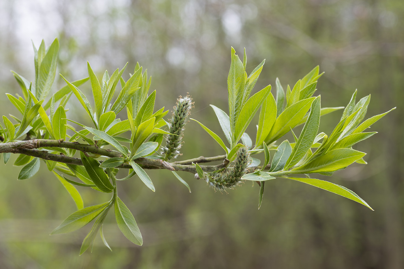 Image of Salix gmelinii specimen.