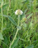 Trifolium montanum