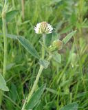 Trifolium montanum. Верхушка цветущего растения. Ярославская обл., Переславский р-н, с. Большая Брембола, луг у р. Ветлянка. 11.06.2017.