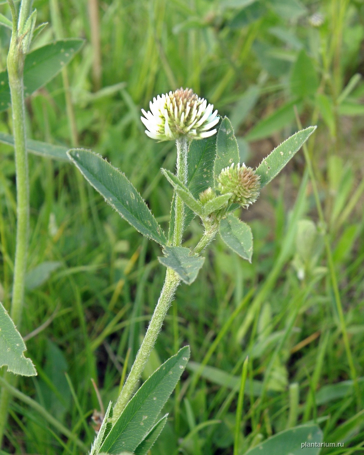 Image of Trifolium montanum specimen.