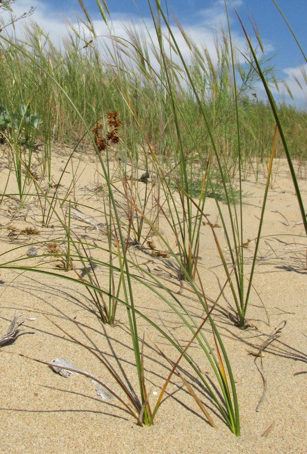 Image of Carex colchica specimen.