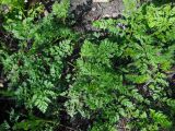 Chaerophyllum bulbosum. Розетки молодых прикорневых листьев. Санкт-Петербург, ботанический сад СПбГУ. 13.04.2010.