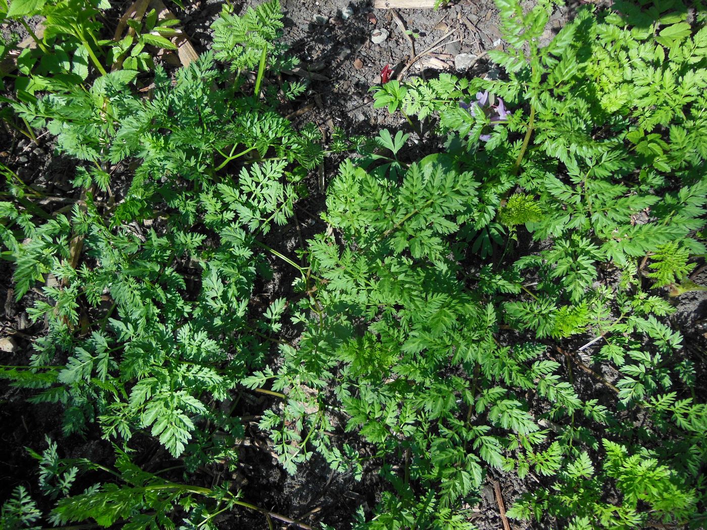 Изображение особи Chaerophyllum bulbosum.