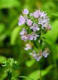 Thymus kirgisorum