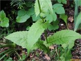 Crepis paludosa