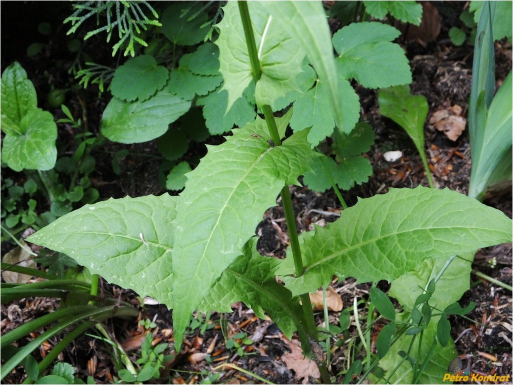 Image of Crepis paludosa specimen.