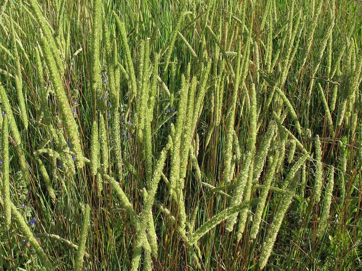 Image of Phleum phleoides specimen.