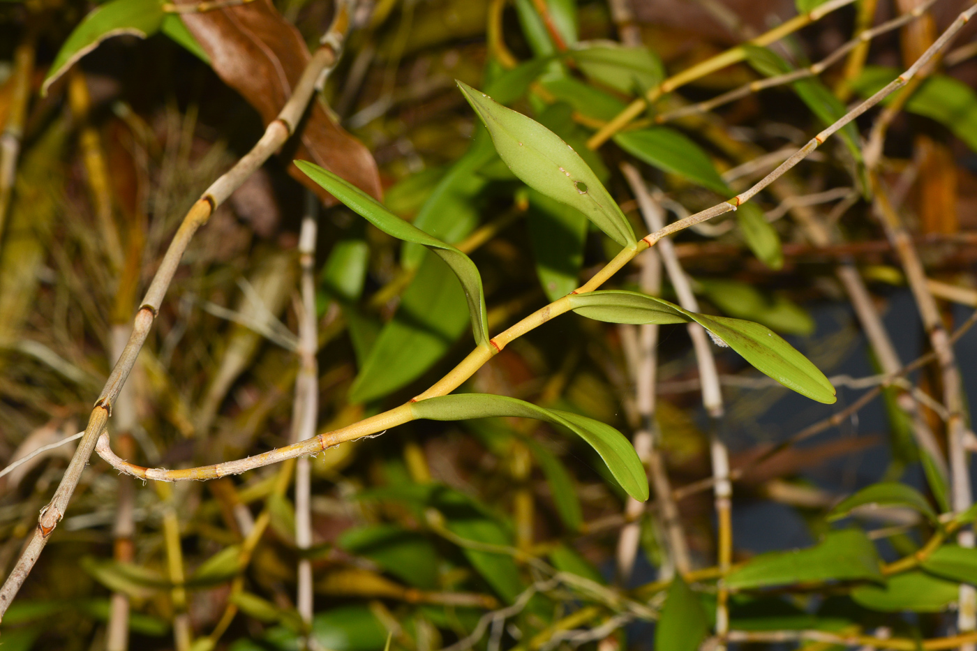 Image of Dendrobium crumenatum specimen.