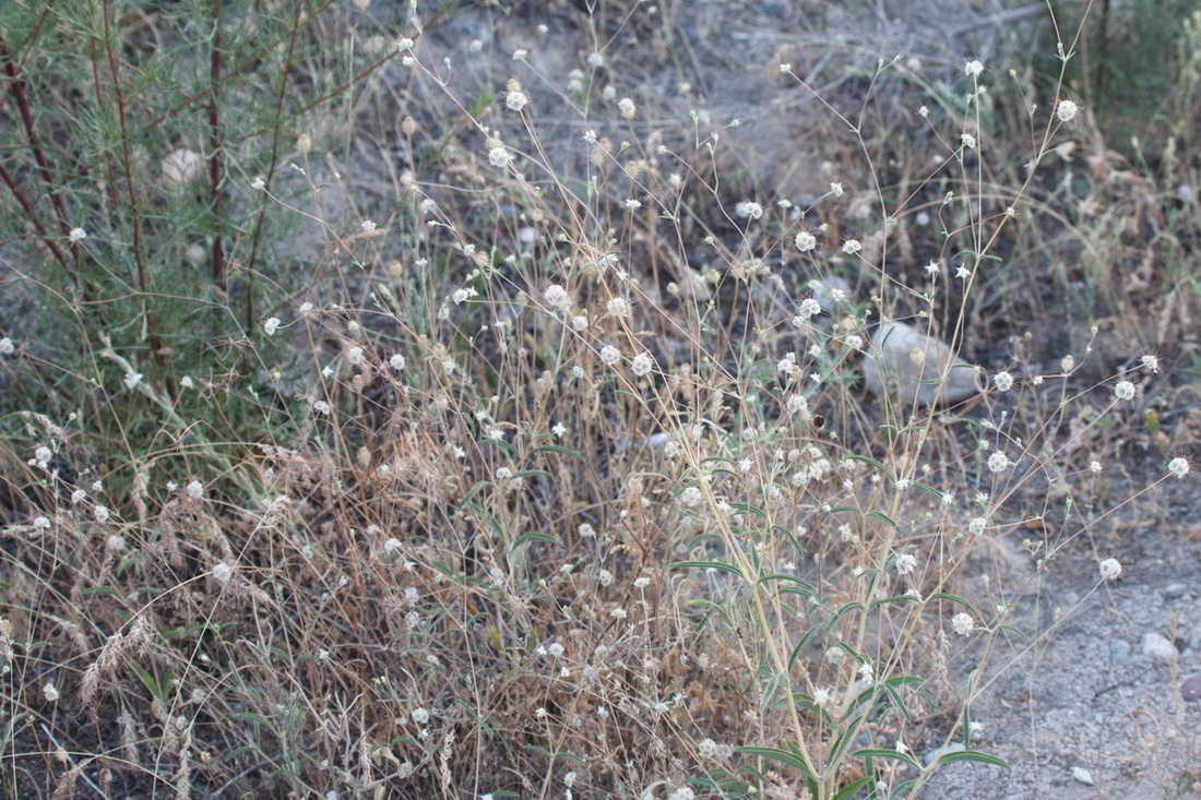Image of Lomelosia olivieri specimen.