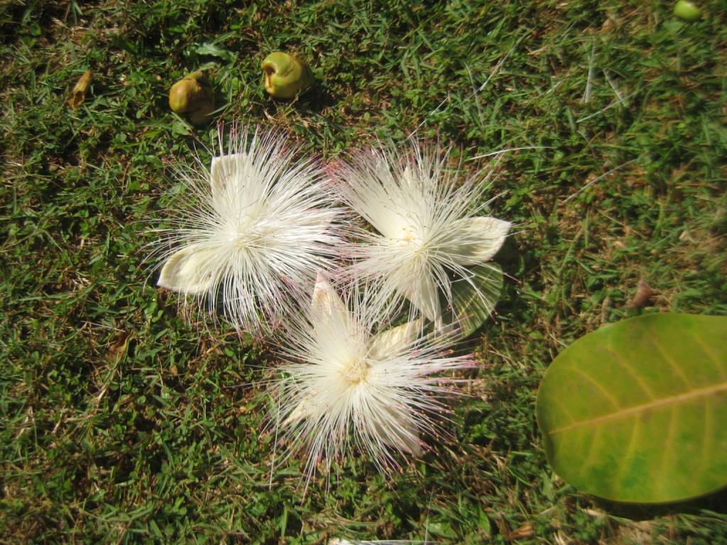 Изображение особи Barringtonia asiatica.